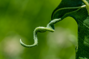 Vidange fosse septique Tournefeuille